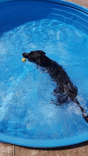 Pet Boarding Service «K9 Dorms (Dog Boarding and Waterpark)», reviews and photos, 1519 Mayer Rd, Altoona, WI 54720, USA