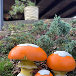 Photo n°1 de l'avis de Alessandro.a fait le 18/11/2018 à 20:42 sur le  Ristorante Il Vecchio Castagno à Serrastretta