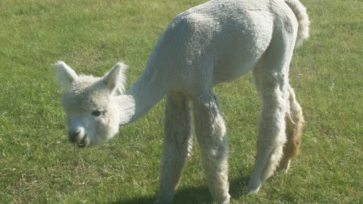 Livestock Breeder «Alpacas at Marquam Hill Ranch», reviews and photos, 35835 OR-213, Molalla, OR 97038, USA