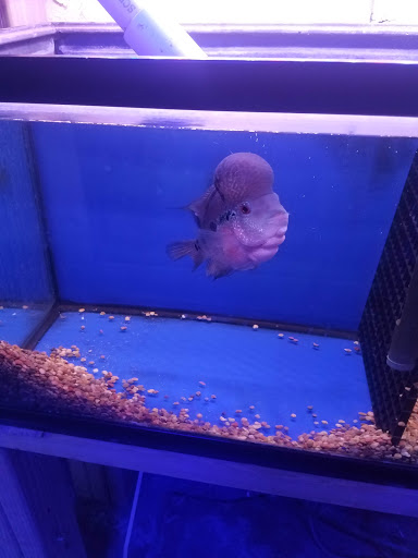 Pet Store «Pet World», reviews and photos, 891 Harriman Pl, San Bernardino, CA 92408, USA