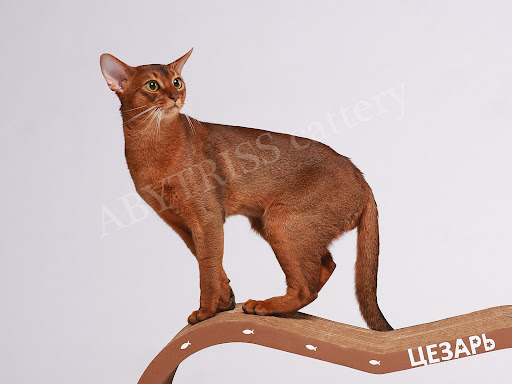 ABYTRISS - Abyssinian cattery