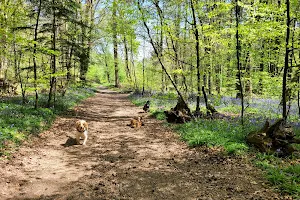 Stoke Park Woods image