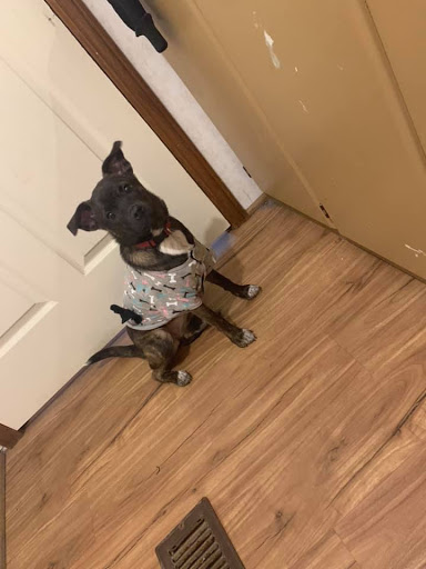 Pet Supply Store «Petco Animal Supplies», reviews and photos, 1605 Beltline Rd SW, Decatur, AL 35601, USA