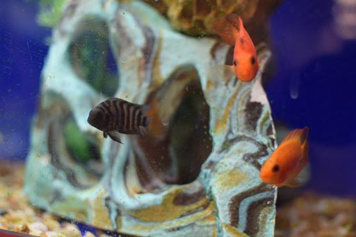 Pet Supply Store «PetSmart», reviews and photos, 889 NE 25th Ave, Hillsboro, OR 97124, USA