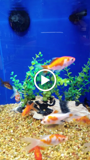 Pet Supply Store «PetSmart», reviews and photos, 90 Weis Ln, West Hazleton, PA 18202, USA