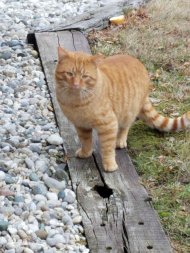 Animal Protection Organization «Missaukee Humane Society», reviews and photos