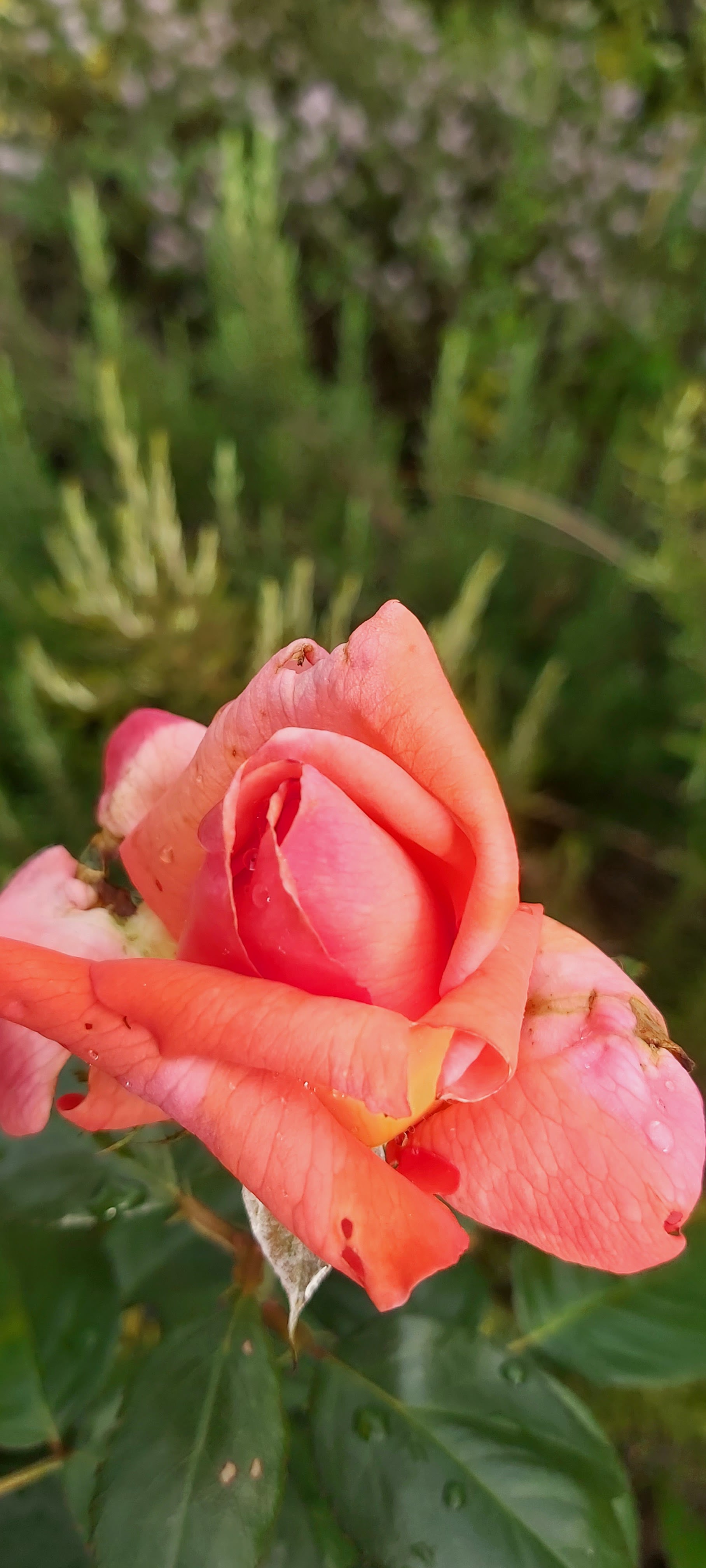 Photo n° 3 de l'avis de stephane.e fait le 26/05/2016 à 21:42