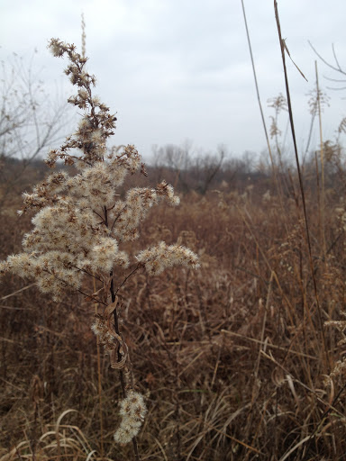 Nature Preserve «Goodenow Grove Nature Preserve», reviews and photos, 27064 Dutton Rd, Beecher, IL 60401, USA