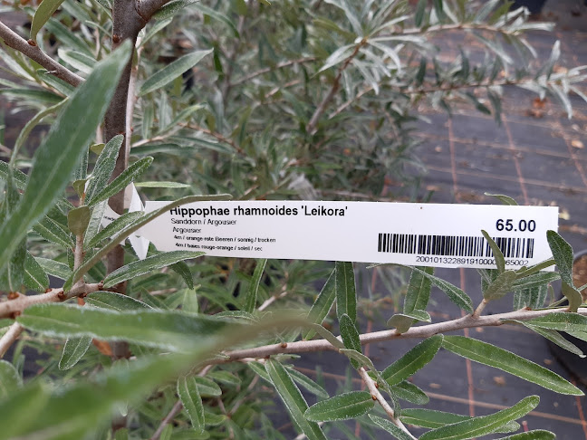 Rezensionen über Lehmann Plantes SA in Sitten - Gartenbauer