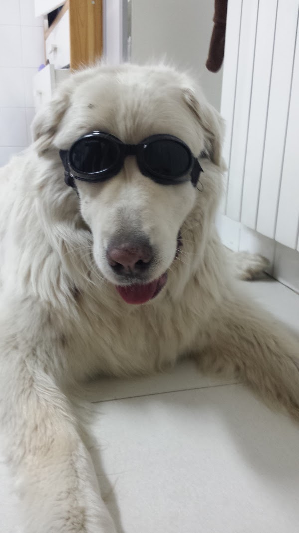 Centro Veterinario Jara