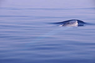 Photo n°17 de Méditerranée Pêche Découverte à Beaulieu-sur-Mer ()