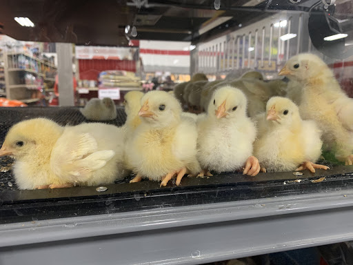 Home Improvement Store «Tractor Supply Co.», reviews and photos, 8447 FL-54, New Port Richey, FL 34655, USA