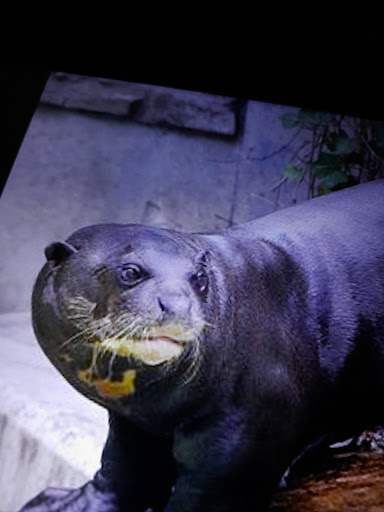 Zoo-Ring Hinze - Schwedt unter Schwedt, 