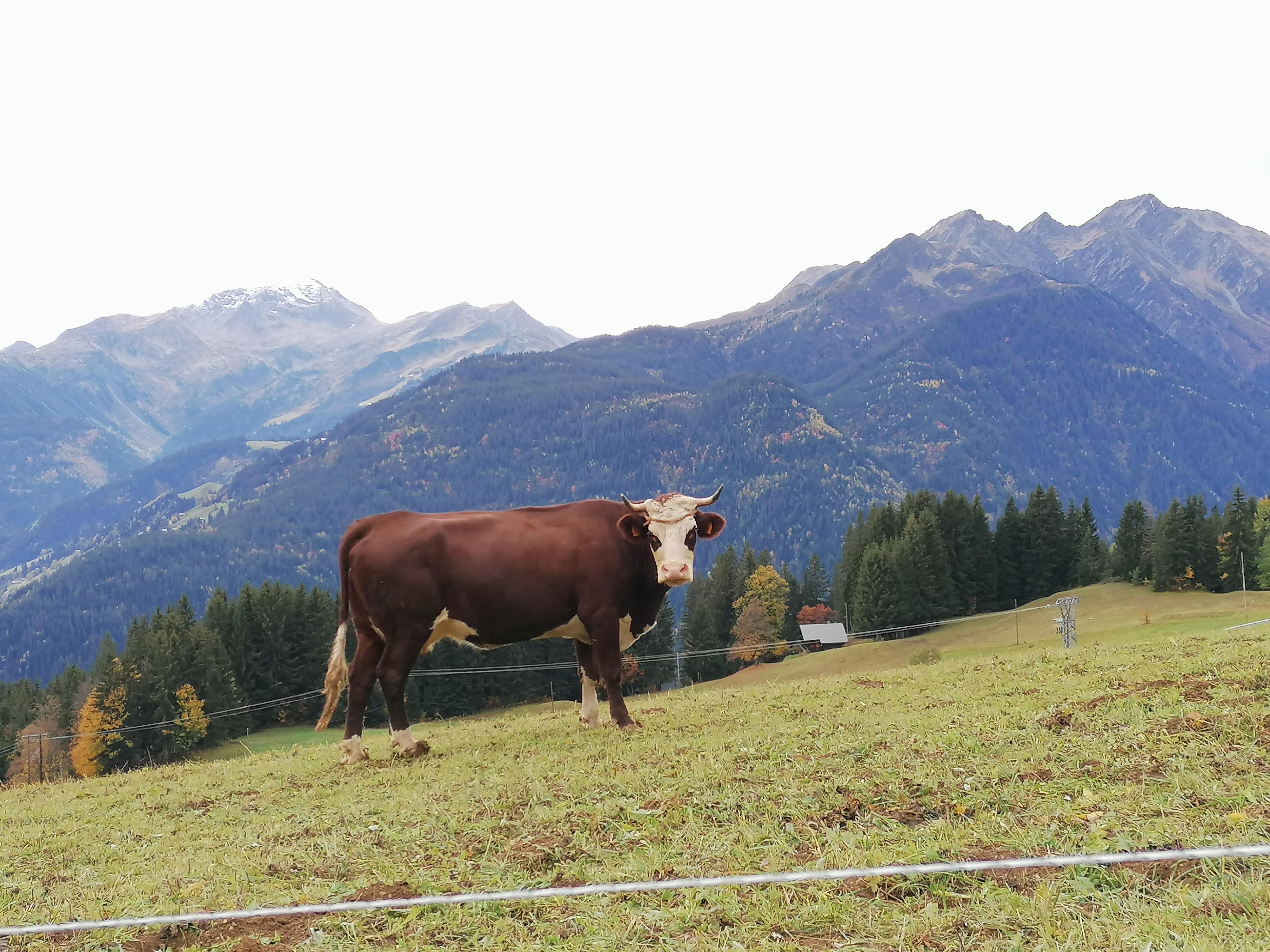Photo n° 4 de l'avis de kuba. fait le 07/11/2019 à 11:06