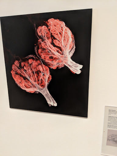 Art Gallery «Grey Art Gallery», reviews and photos, 100 Washington Square E, New York, NY 10003, USA