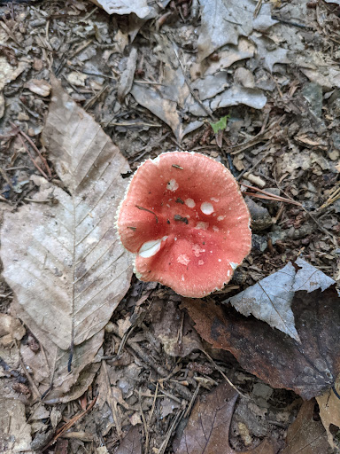 National Park «Prince William Forest Park», reviews and photos, 18170 Park Entrance Rd, Triangle, VA 22172, USA