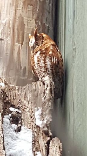 Environmental Organization «VINS Nature Center», reviews and photos, 6565 Woodstock Rd, Quechee, VT 05059, USA