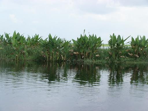Tourist Attraction «Twister Airboat Rides», reviews and photos, 8199 W King St, Cocoa, FL 32926, USA