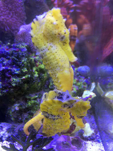 Pet Store «Pet World», reviews and photos, 891 Harriman Pl, San Bernardino, CA 92408, USA