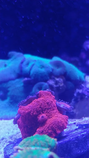 Tropical Fish Store «Aquatic Obsessions», reviews and photos, 1150 St George Ave, Avenel, NJ 07001, USA