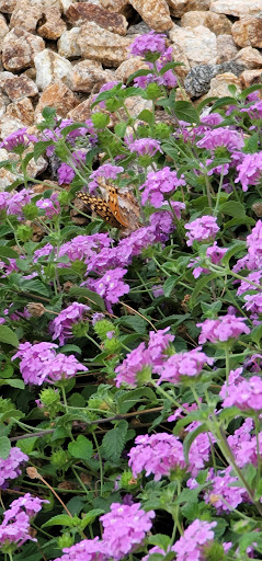 Park «Southside Park», reviews and photos, 974 Buchanan St, Kingman, AZ 86401, USA