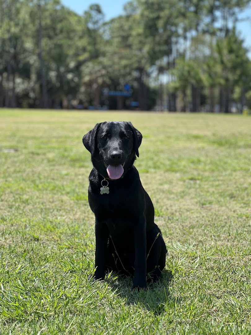 WindFields Labradors