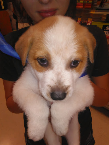 Pet Supply Store «PetSmart», reviews and photos, 7616 Denton Hwy #532, Watauga, TX 76148, USA