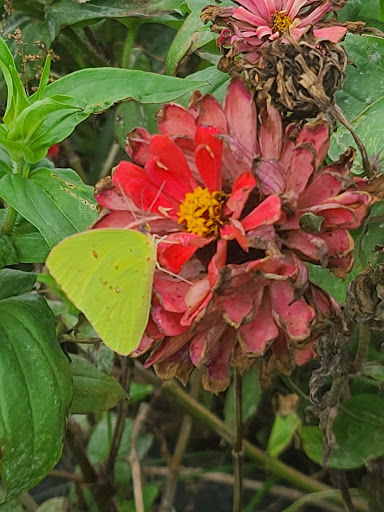 Fruit and Vegetable Store «Henley Farm», reviews and photos, 3513 Charity Neck Rd, Virginia Beach, VA 23456, USA