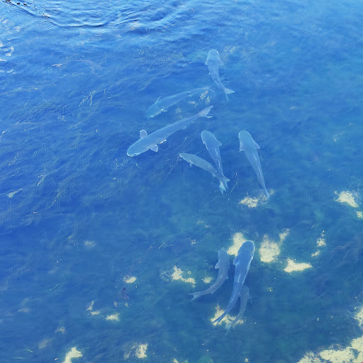 Park «Wall Springs Park», reviews and photos, 3725 Desoto Blvd, Palm Harbor, FL 34683, USA