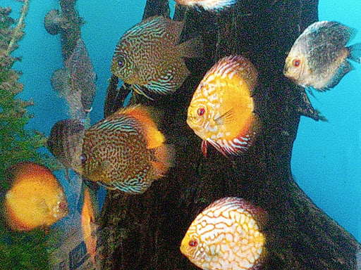 Paradise Aquarium image 6