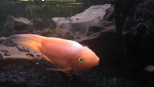 Tropical Fish Store «Fish Finatics», reviews and photos, 7037 Manlius Center Rd, East Syracuse, NY 13057, USA