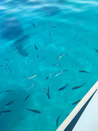 Photo n°9 de Anse de Cacalu à Coti-Chiavari ()