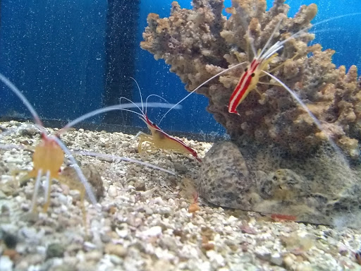 Pet Store «Leesburg Pet Center», reviews and photos, 959 N 14th St, Leesburg, FL 34748, USA