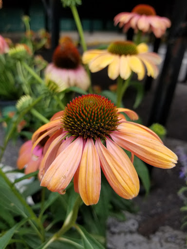 Florist «Metropolitan Plant & Flower», reviews and photos, 840 NJ-17, Paramus, NJ 07652, USA