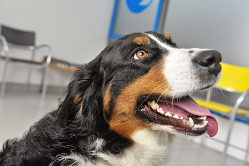 Tierärztliche Gemeinschaftspraxis Dr. Wetzel u. Dr. Kohler Tierärzte unter Leutkirch im Allgäu, Baden Württemberg