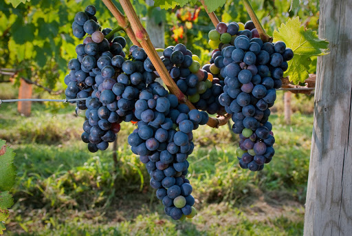 Winery «Turdo Vineyards», reviews and photos, 3911 Bayshore Rd, Cape May, NJ 08204, USA