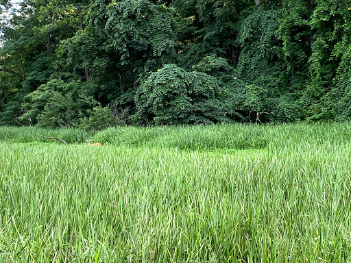 Nature Preserve «Great Flats Nature Trail», reviews and photos, W Campbell Rd, Schenectady, NY 12306, USA