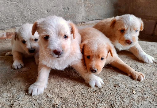 Spbreedingfarm S.L en Alcolea de Tajo, Toledo