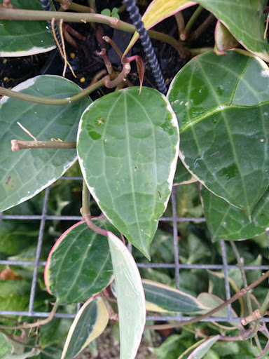 Landscape Designer «Santa Barbara Nursery», reviews and photos, 20425 SW 177th Ave, Miami, FL 33187, USA