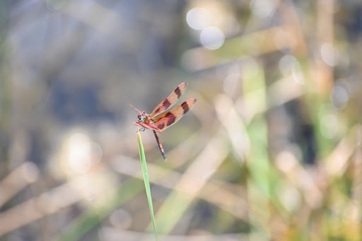 Nature Preserve «Chapel Trail Nature Preserve», reviews and photos, 19800 Sheridan St, Fort Lauderdale, FL 33332, USA