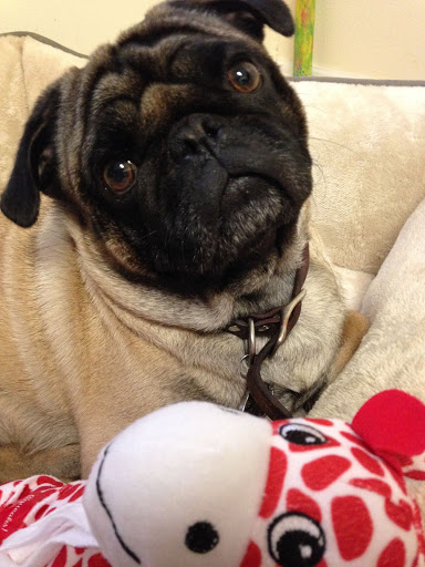 Pet Store «Puppy Boutique Store», reviews and photos, 4001 N Federal Hwy, Fort Lauderdale, FL 33308, USA