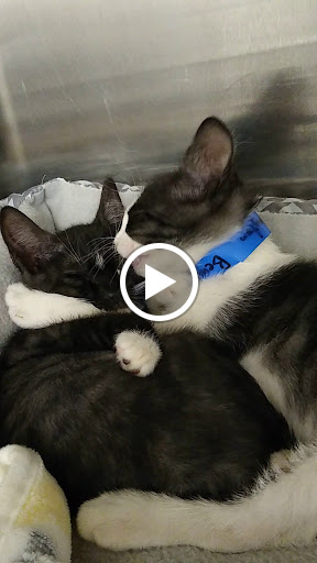 Pet Supply Store «PetSmart», reviews and photos, 4550 W Lake Mary Blvd, Lake Mary, FL 32746, USA