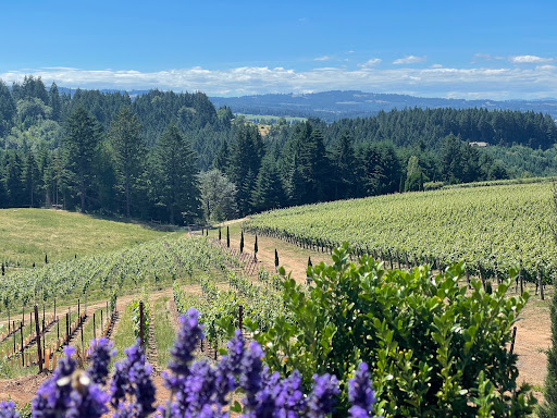 Winery «Alloro Vineyard», reviews and photos, 22075 SW Lebeau Rd, Sherwood, OR 97140, USA