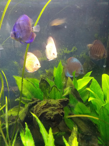 Pet Store «Olathe Pet Shop», reviews and photos, 16651 151st St, Olathe, KS 66062, USA