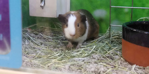 Pet Supply Store «PetSmart», reviews and photos, 1515 US-22, Watchung, NJ 07069, USA