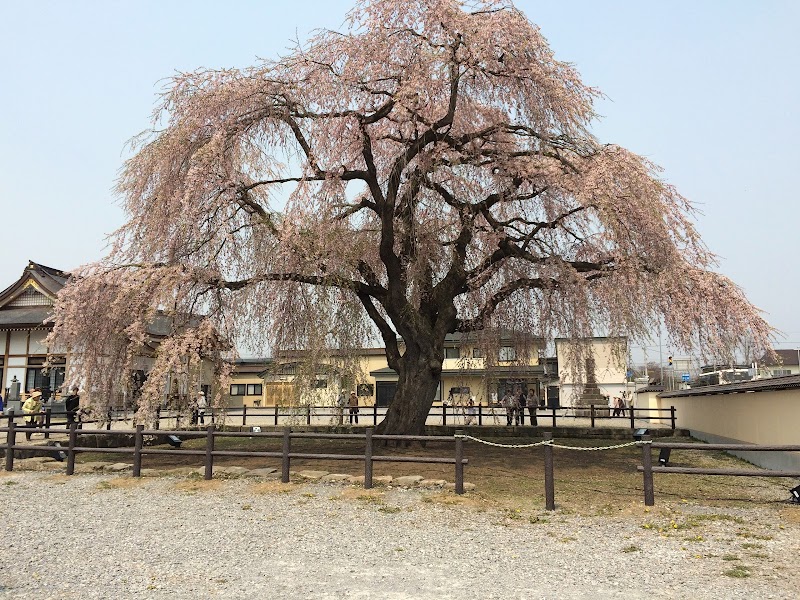 大野川桜並木
