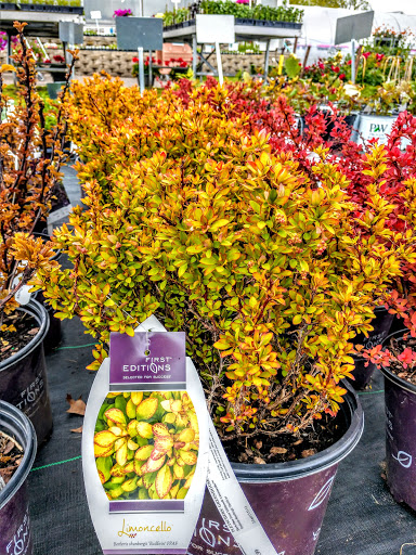 Florist «Pletschers», reviews and photos, 641 Old Hwy 8 SW, New Brighton, MN 55112, USA