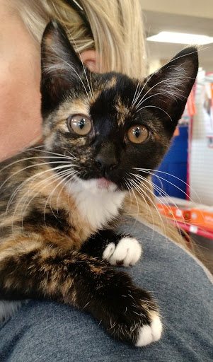 Pet Supply Store «Petco Animal Supplies», reviews and photos, 2722 N Josey Ln #107, Carrollton, TX 75007, USA