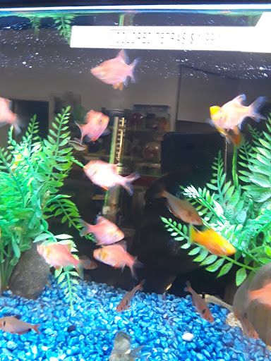 Pet Store «Animal Lovers Pet Shop», reviews and photos, 24028 Vista Montana, Torrance, CA 90505, USA