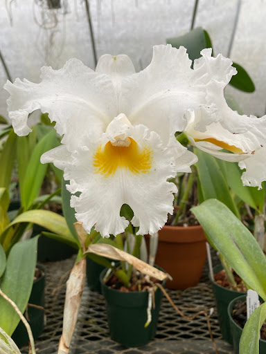 Florist «Floradise Orchids», reviews and photos, 19154 James Madison Hwy, Gordonsville, VA 22942, USA